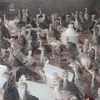 جوجه بوقلمون ۵۰ روزه برنز  بوربون