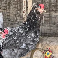 مرغ وخروس گلین