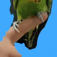 مرغ عشق