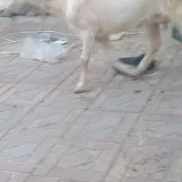 بز‌سانن