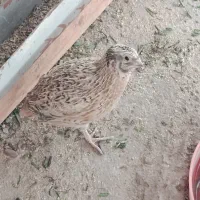 بلدرچین گوشتی و تخمگذار تعداد محدود
