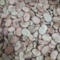 باقله پزا عالی وبرای کاشت هم موجودهست قیمت توافقی