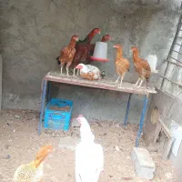 لاری اصیل نژاد دار
