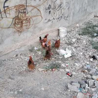 مرغ. خروس . قوغاز