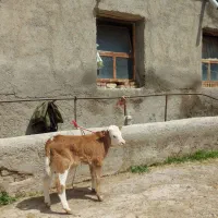 قرمز شیرده با گوساله مونتی بیلیارد نر.خود مراغه .