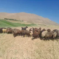 فروش میش زاییده