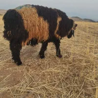 بره چاق سرحال