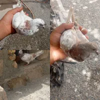 مفت