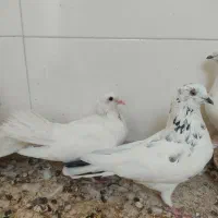 کبوتر|پرنده|قم, سعادتی|دیوار