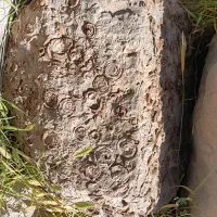 سنگ فسیل