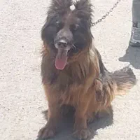 سگ ژرمن ماده