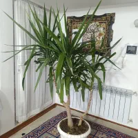 گلدان بزرگ یوکا