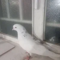 یک عدد کبوتر نر
