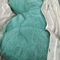 تورشیرماهی