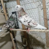 ی جفت کفتر هماسر ور آتیشی