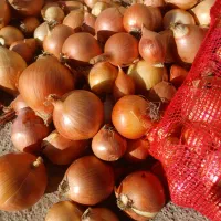 پیازخوشرنگ درجه یک