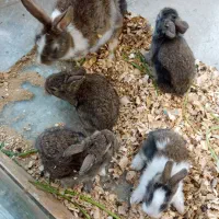 بچه خرگوش تازه غذاخور