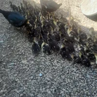 جوجه اردک خارجی
