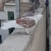 کفتر فقط معاوضه