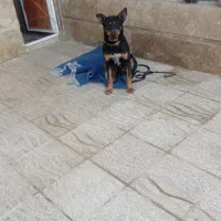 دوبرمن شکاری