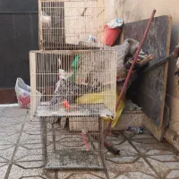 ۴ عدد قفس قناری