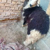 بره  گوسفند نر بزرگ