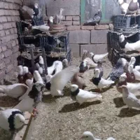 کفتر طوقی  دمسفید . نامور