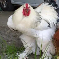 تخم نطفه دار مرغ محلی و برهما و ابریشمی