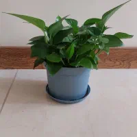 پتوس سبز