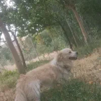 پامر نر روباهی