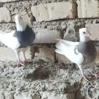 طوقی نر و ماده