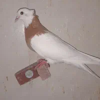 چپ سیاه و طوقی زرد