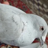 معاوضه با یک جفت عروس هلندی یا مرغ ۱۳ عدد کبوتر
