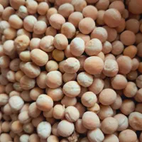 فروش نخود فرنگی درختی