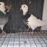 کبوتر طوقی پرشی سرور سبز