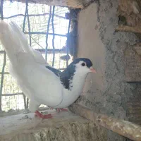 کفتر|پرنده|نرماشیر, |دیوار