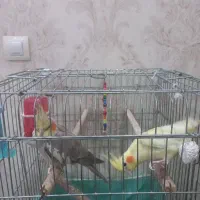عروس هلندی