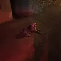 سگ ژرمن