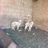 بره نر