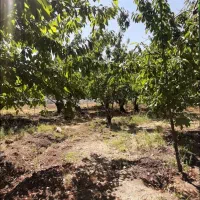 500متر باغ گیلاس در طالقان