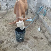 گوساله ثمین طال عروسک