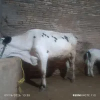 گاو گوساله نر