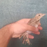 تعداد محدودی سهره