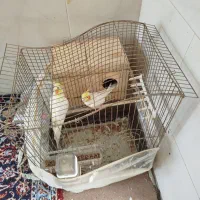 عروس هلندی