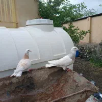 کفتر