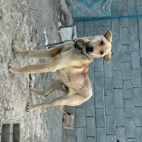 توله عراقی