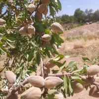 باغ-شهری-4000-متر-دو-کله