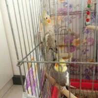 یک جفت عروس هلندی نرو ماده