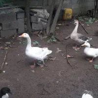 غوغاز