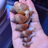 حلزون آچاتینا